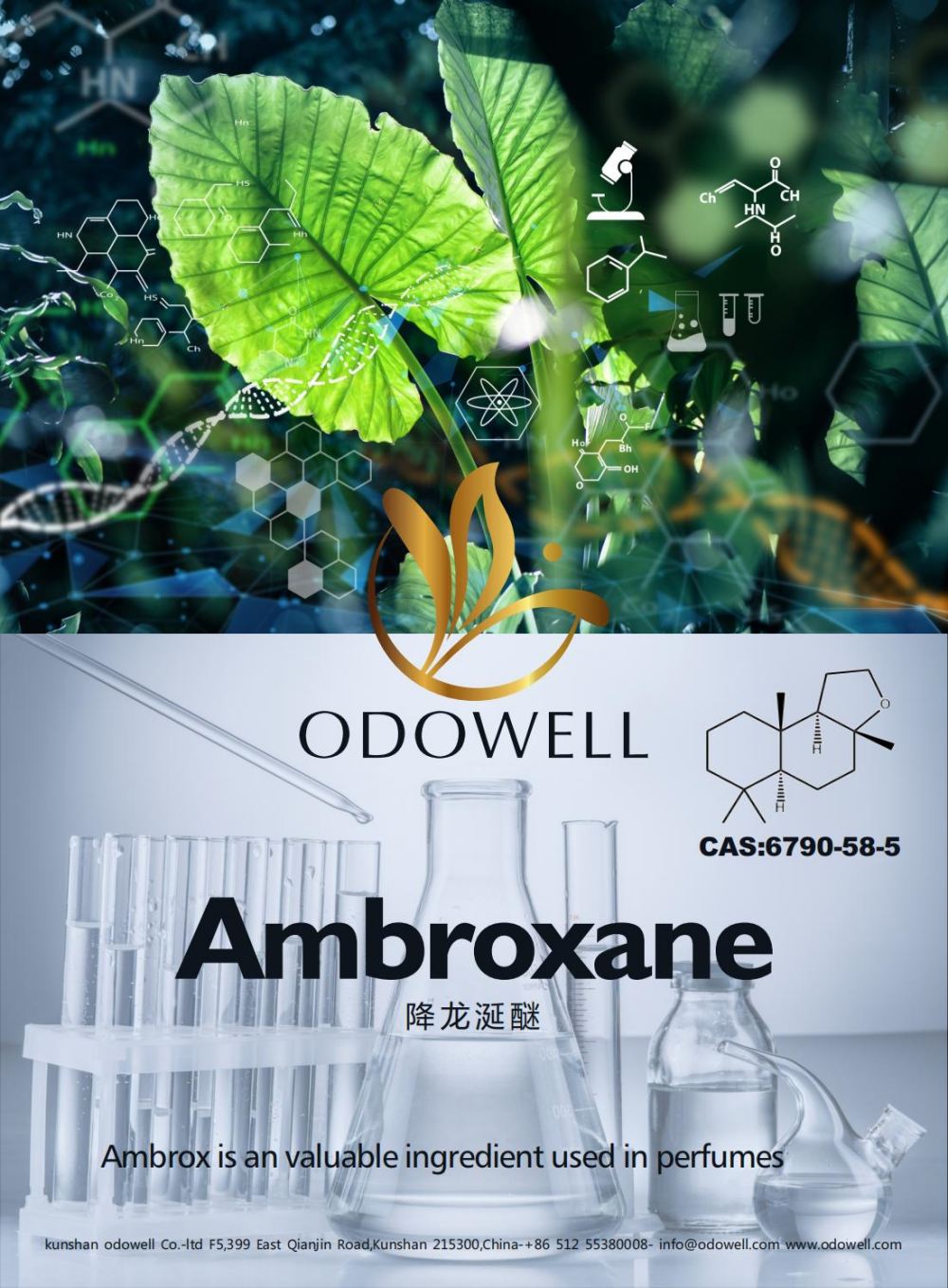 OdowellはAmbroxane（Ambrox）の成功した年を祝います